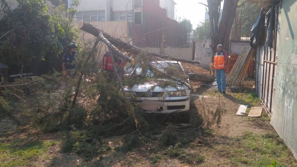 Árbol caído sobre un auto