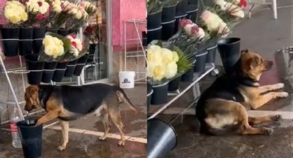 Perrito se refresca en medio de la ola de calor en México; su ingenio no pasó desapercibido