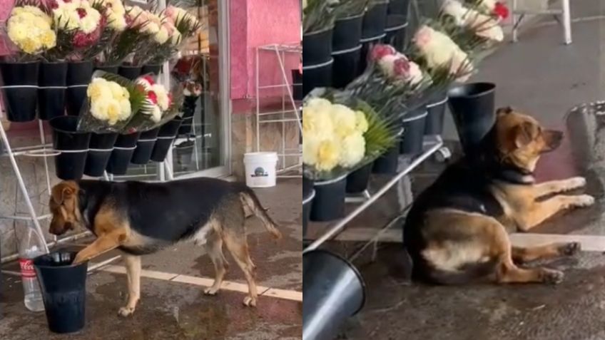 Perrito se refresca en medio de la ola de calor en México; su ingenio no pasó desapercibido
