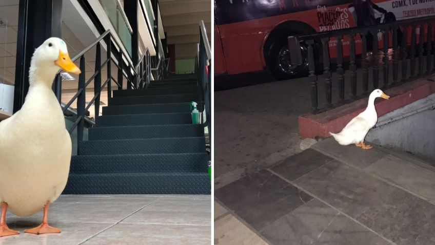 ¿Cuál me deja en 'Mixcuac'? Patito se escapa de Chapultepec e intenta subirse al Metro CDMX