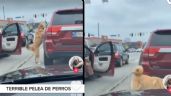 Foto ilustrativa de la nota titulada ¡Me las vas a pagar! Perros protagonizan pelea en autopista y sorprenden a los conductores