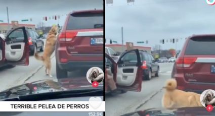 ¡Me las vas a pagar! Perros protagonizan pelea en autopista y sorprenden a los conductores