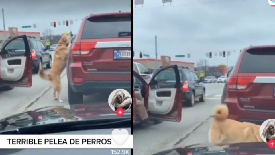 ¿Qué se habrán dicho? Estos perritos se pelearon en medio de la carretera.