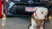 ¡El empleado del mes! Toyo, de perrito callejero a vigilante en una agencia de autos
