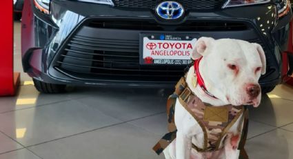 ¡El empleado del mes! Toyo, de perrito callejero a vigilante en una agencia de autos