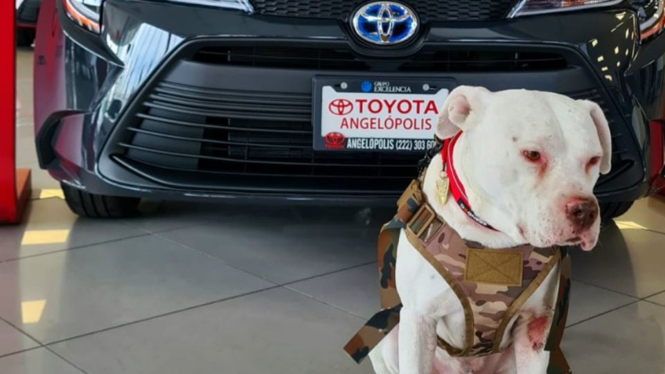 Toyo, disfruta de una nueva vida trabajando en la agencia de autos.