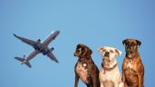 Foto ilustrativa de la nota titulada ¿Qué tipos de razas de perros no pueden viajar en avión?; ¡Checa si tu peludito puede acompañarte en el aire!