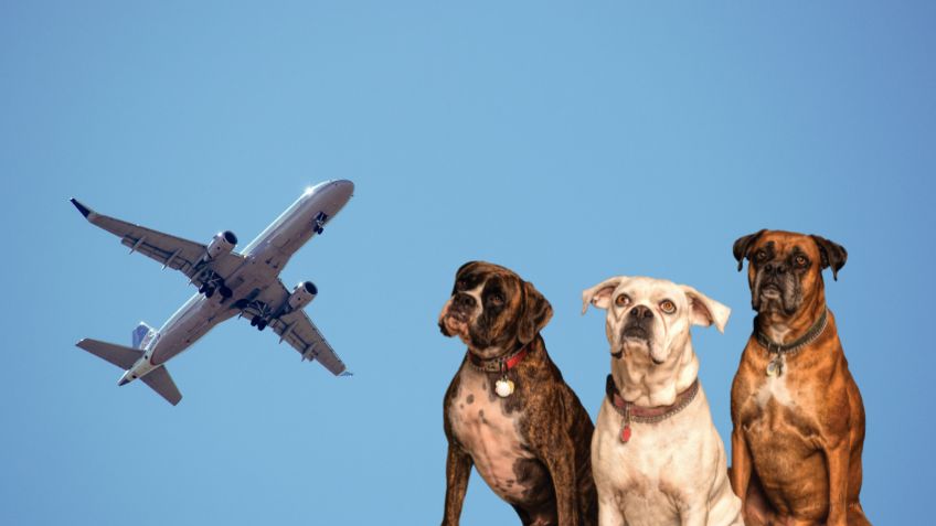 ¿Qué tipos de razas de perros no pueden viajar en avión?; ¡Checa si tu peludito puede acompañarte en el aire!