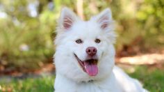 ¿Dejas tu auto en la calle y los perros suelen orinar las llantas? Así dejarán de hacerlo