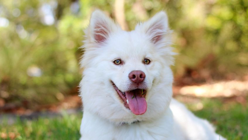 ¿Dejas tu auto en la calle y los perros suelen orinar las llantas? Así dejarán de hacerlo