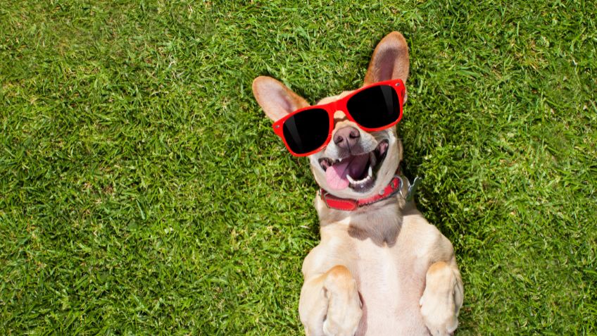 ¡De risa! Conductor culpa a su perrito por manejar a exceso de velocidad al ser detenido por la policía