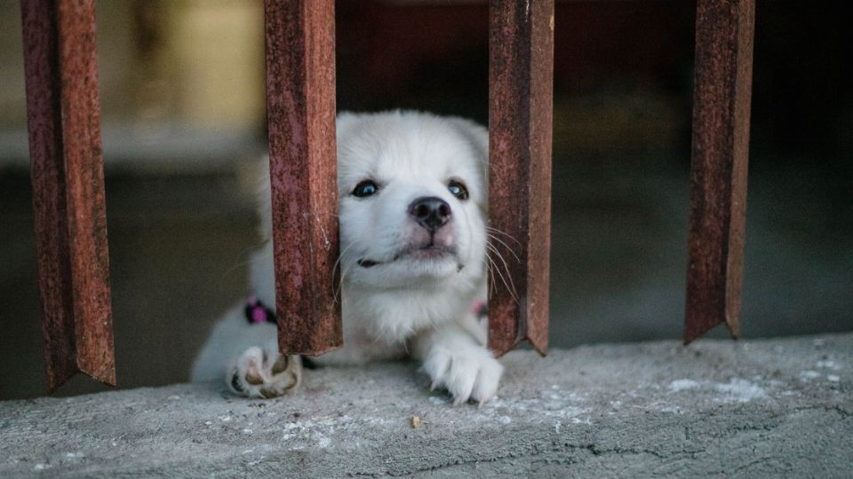 Esta perrita abandonada sufrió hasta su muerte.