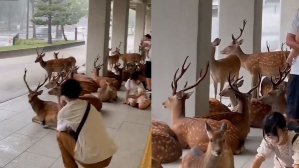 Estos animales se resguardaron de la lluvia en Japón