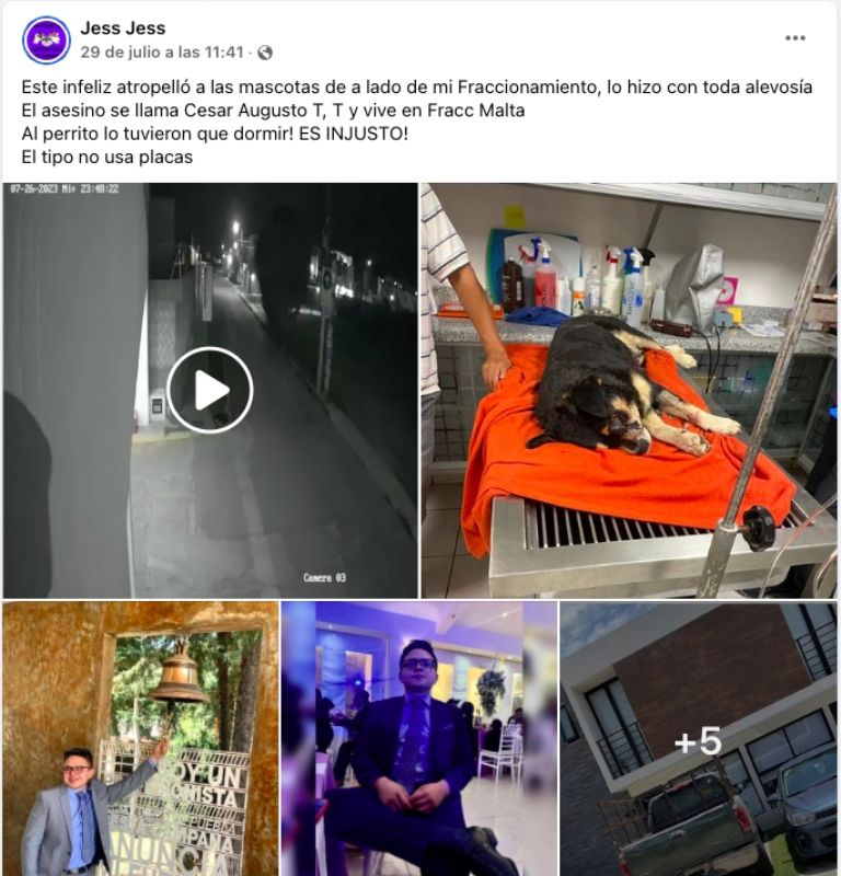 Perritos atropellados Puebla