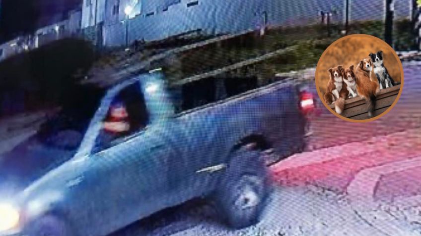 ¡Indignante! Automovilista atropella a tres perritos en Puebla y se da a la fuga; uno de ellos falleció