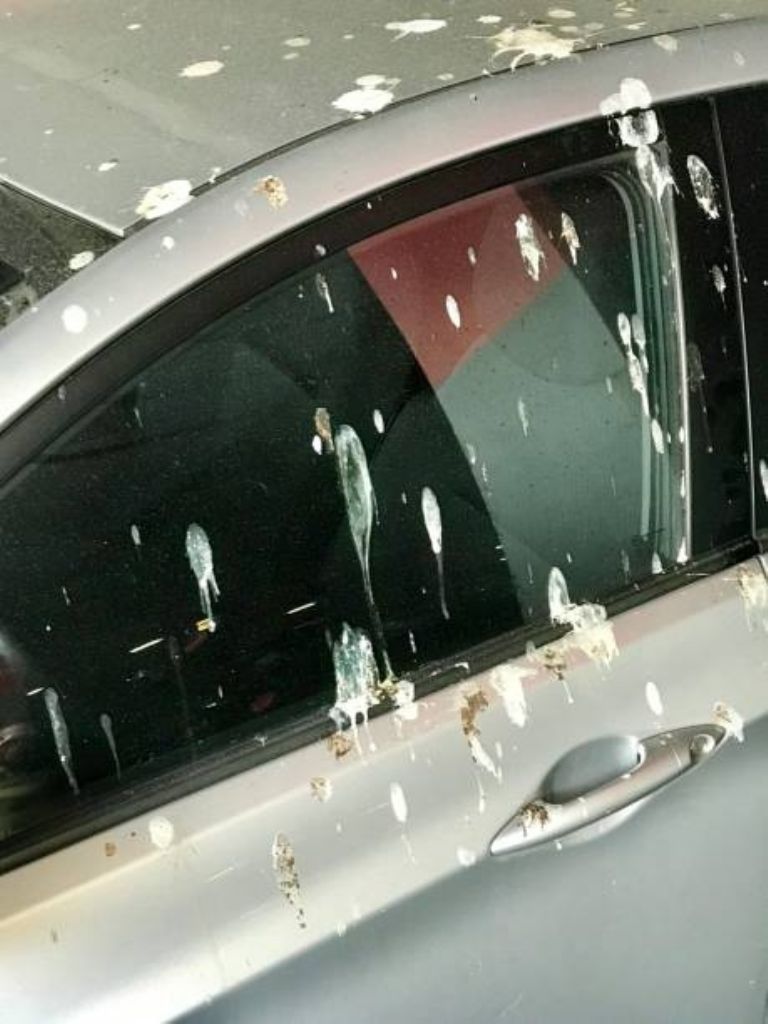 Limpiar el excremento de pájaro del automóvil
