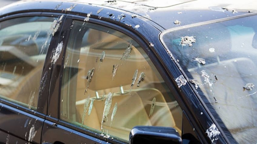 ¿Cómo quitar el excremento de pájaro del auto? Tips para que salga fácil y sin dañar el carro
