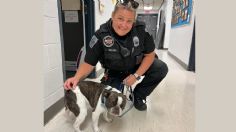 ¡Imperdonable! Mujer abandona a su perrito en el aeropuerto; las autoridades le impondrán la pena máxima