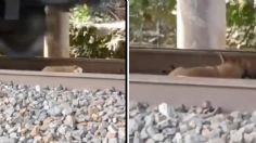 Perrito se salva de morir en las vías del tren; su paciencia fue la clave