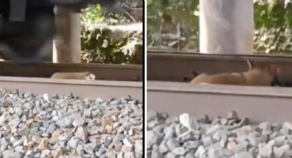 Perrito se salva de morir en las vías del tren; su paciencia fue la clave