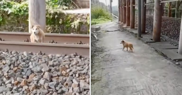 Perrito vías del tren