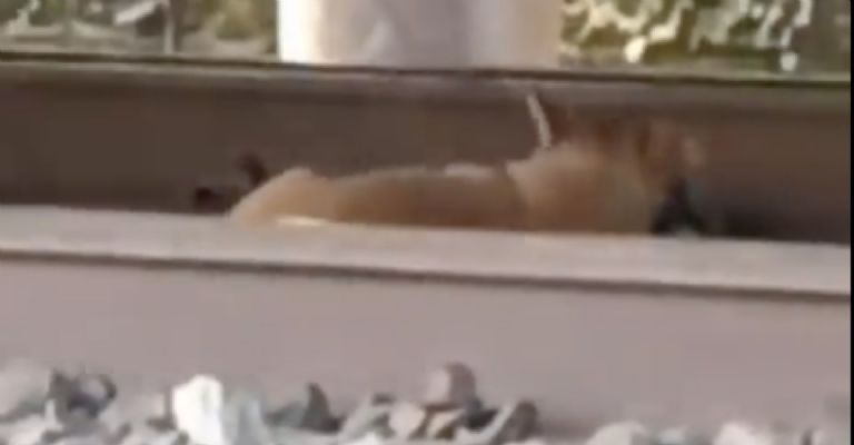 Perrito vías del tren 