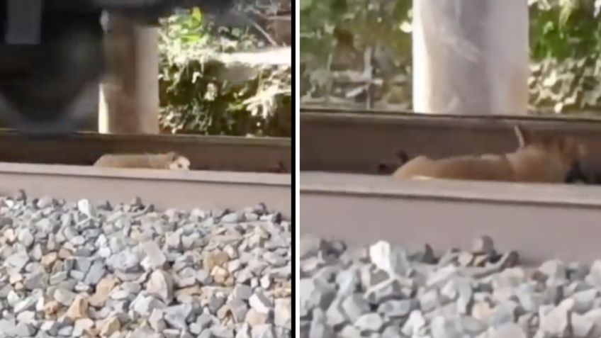 Perrito se salva de morir en las vías del tren; su paciencia fue la clave