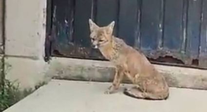 ¡Qué tierno! Pequeño zorro es rescatado en Taller de Metro Rosario