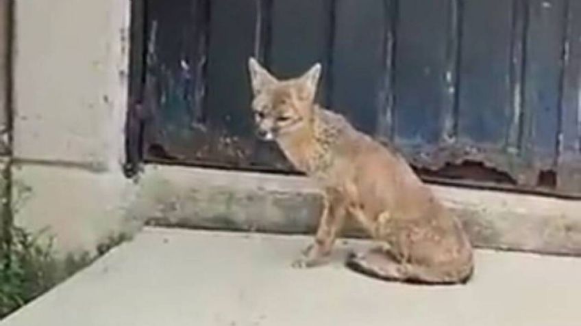 ¡Qué tierno! Pequeño zorro es rescatado en Taller de Metro Rosario