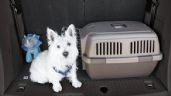 Foto ilustrativa de la nota titulada Tips imperdibles para viajar con tu mascota en tu auto