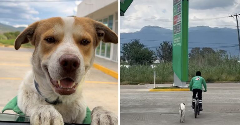 Mailo, el perro gasolinero 