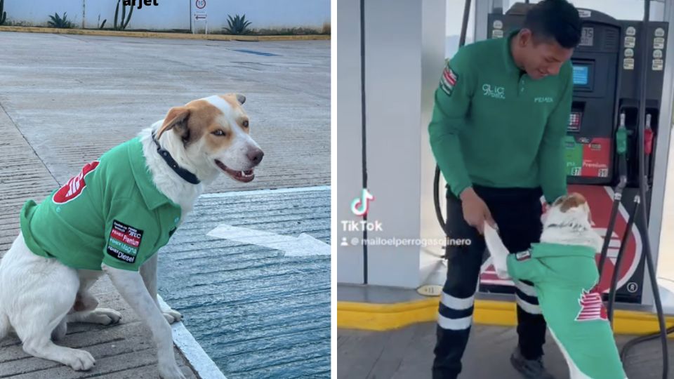 Mailo, el perro gasolinero se ha convertido en una celebridad de internet.