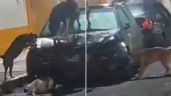 Foto ilustrativa de la nota titulada Perritos callejeros vandalizan auto y lo dejan inservible; ¡se hicieron virales en redes!