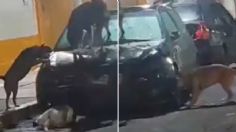 Perritos callejeros vandalizan auto y lo dejan inservible; ¡se hicieron virales en redes!