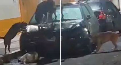 Perritos callejeros vandalizan auto y lo dejan inservible; ¡se hicieron virales en redes!