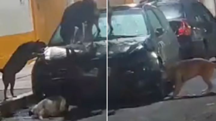 Perritos callejeros vandalizan auto y lo dejan inservible; ¡se hicieron virales en redes!