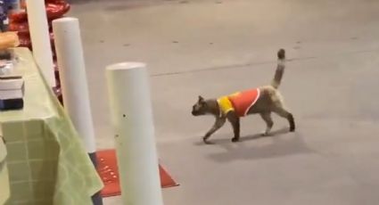 Viral: Este gatito consiguió trabajo en una gasolinera y es de lo más tierno ¡Se pone la camiseta!