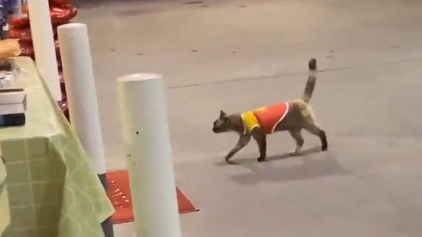 Viral: Este gatito consiguió trabajo en una gasolinera y es de lo más tierno ¡Se pone la camiseta!