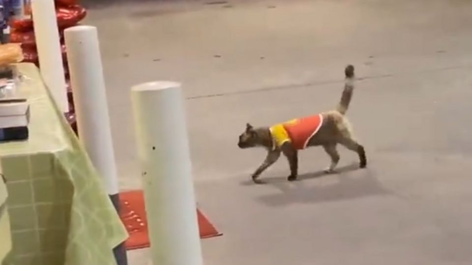 Este gatito es demasiado trabajador