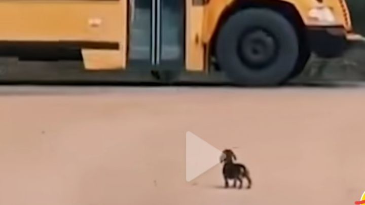 Viral en Internet, este perrito espera a su amo que llega de la escuela en un camión escolar