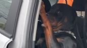 Foto ilustrativa de la nota titulada Video Viral: Este perrito no se quiere bajar del auto después de su paseo