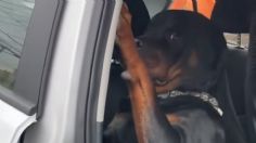 Video Viral: Este perrito no se quiere bajar del auto después de su paseo