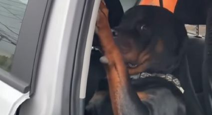 Video Viral: Este perrito no se quiere bajar del auto después de su paseo