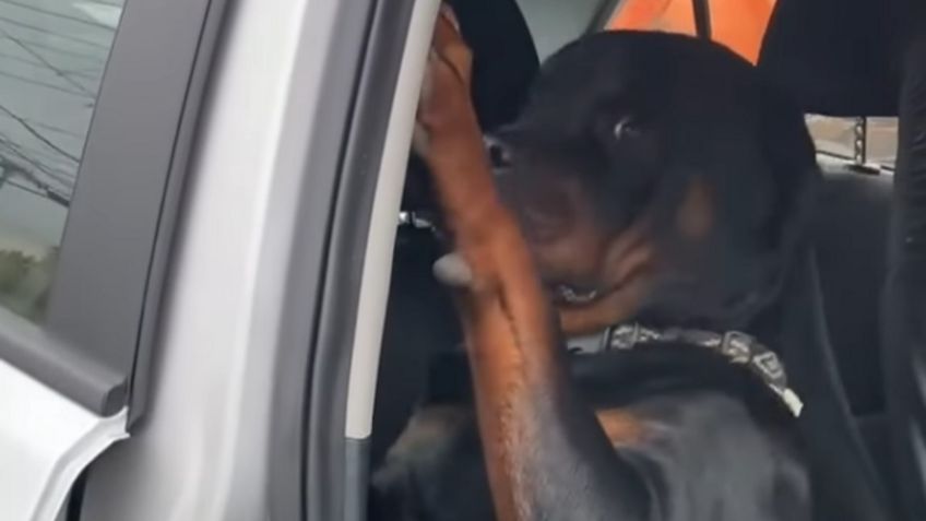 Video Viral: Este perrito no se quiere bajar del auto después de su paseo