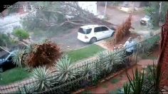 Un vendedor de fruta se salva de milagro, pero el dueño de dos autos no tuvo suerte: árboles caen encima de sus unidades