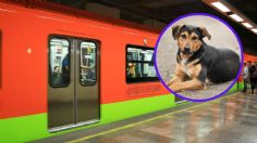 Paga tus multas de tránsito sacando a pasear a perritos del Metro CDMX
