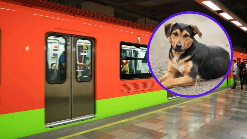Paga tus multas de tránsito sacando a pasear a perritos del Metro CDMX