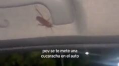 Viral: se aparece una cucaracha en su auto y entró en completo pánico