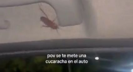 Viral: se aparece una cucaracha en su auto y entró en completo pánico