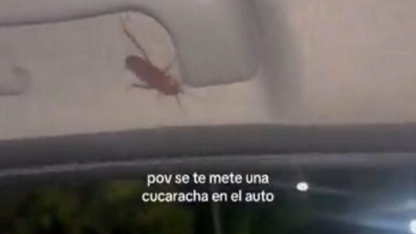 Viral: se aparece una cucaracha en su auto y entró en completo pánico